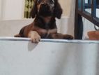 Dachshund Long Coat Female