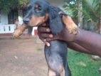 Dachshund Long Coat Puppies