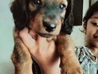 Dachshund Long Coat Puppy
