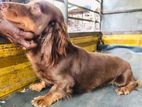 Dachshund Long Hair Dog For (Crossing/Stud)