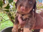 Dachshund Puppies