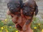 Dachshund Longhair Puppies