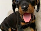 Dachshund Lovely Puppies