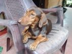 Dachshund Male Dog Crossing
