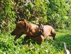 Dachshund Male Dog For Crossing