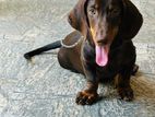 Dachshund Male for Crossing