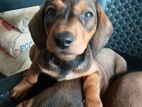 Dachshund Male Puppy
