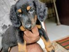 Dachshund Male Puppy