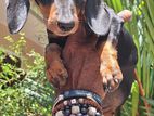 Dachshund Male Puppy