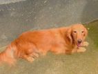 Dachshund , Miniature Long Hair