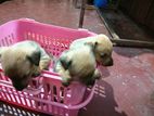 Dachshund mix 2puppies