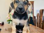 Dachshund Mix Puppies