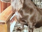 Dachshund Mixed Puppies