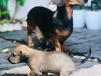 Dachshund Female Dog with Puppy for Kind Home