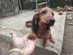 Dachshund Dog