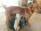 Dachshund Puppies