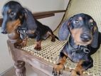 Dachshund Pappies