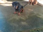 Dachshund Puppies