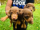 Dachshund Puppies