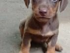Dachshund Puppy