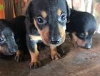 Dachshund Pappy
