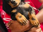 Dachshund Puppies