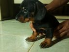 Dachshund Puppies
