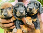 Dachshund Puppies