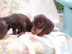 Dachshund Puppies(2 Months)