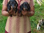 Dachshund Puppies