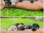 Dachshund Puppies for Kind Home