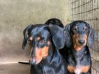 Dachshund Puppies