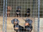 Dachshund Puppies