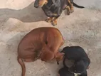 Dachshund Puppies