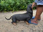 Dachshund Puppies