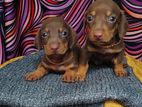 Dachshund Puppies