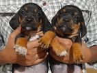 Dachshund Puppies