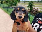 Dachshund Puppies