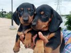 Dachshund Puppies