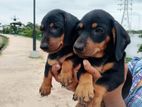 Dachshund Puppies