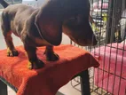 Dachshund Puppies