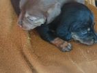 Dachshund Puppies