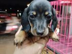 Dachshund puppies