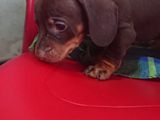 Dachshund puppies