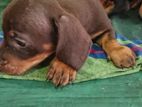 dachshund puppies