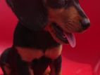dachshund puppies