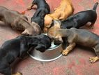 Dachshund Puppies