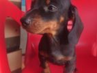 dachshund puppies