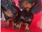 dachshund puppies