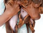 Dachshund Puppies